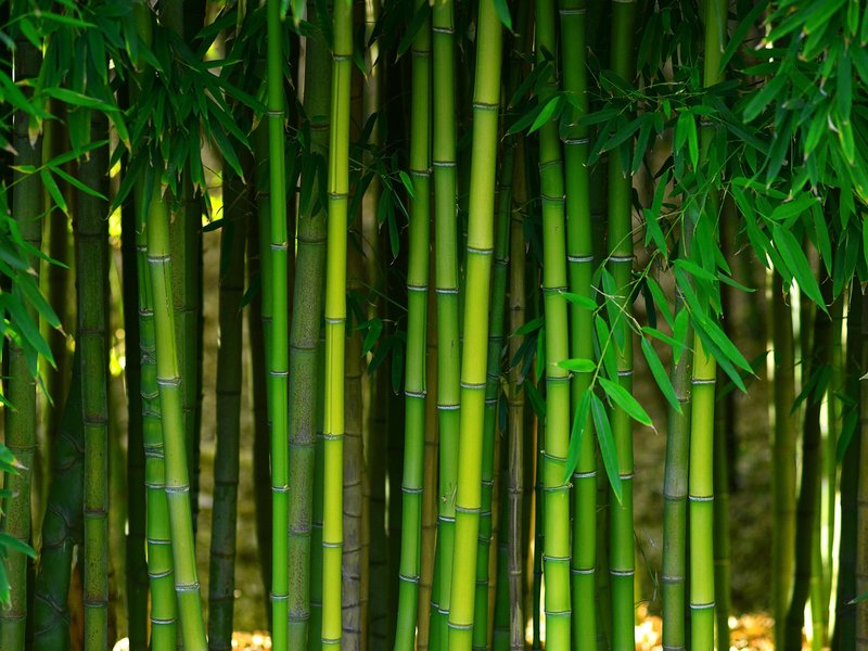 Bamboo - Whitley Flooring & Design